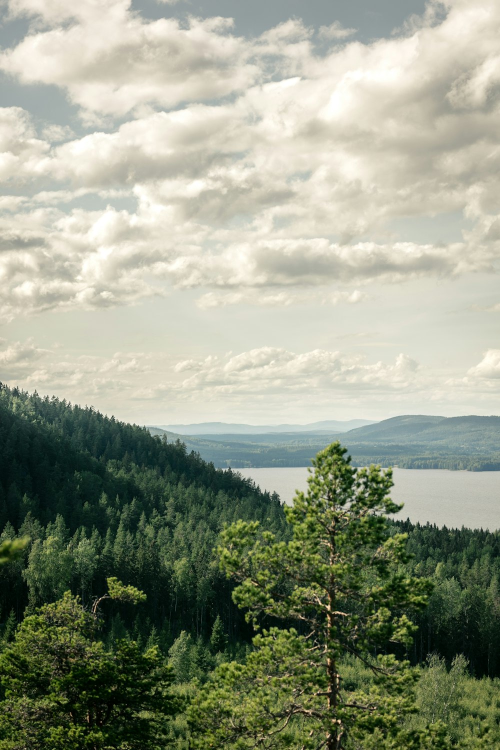 green trees near body of water under cloudy sky during daytime