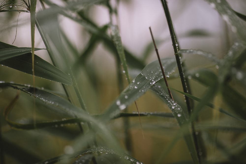 water droplets on green plant