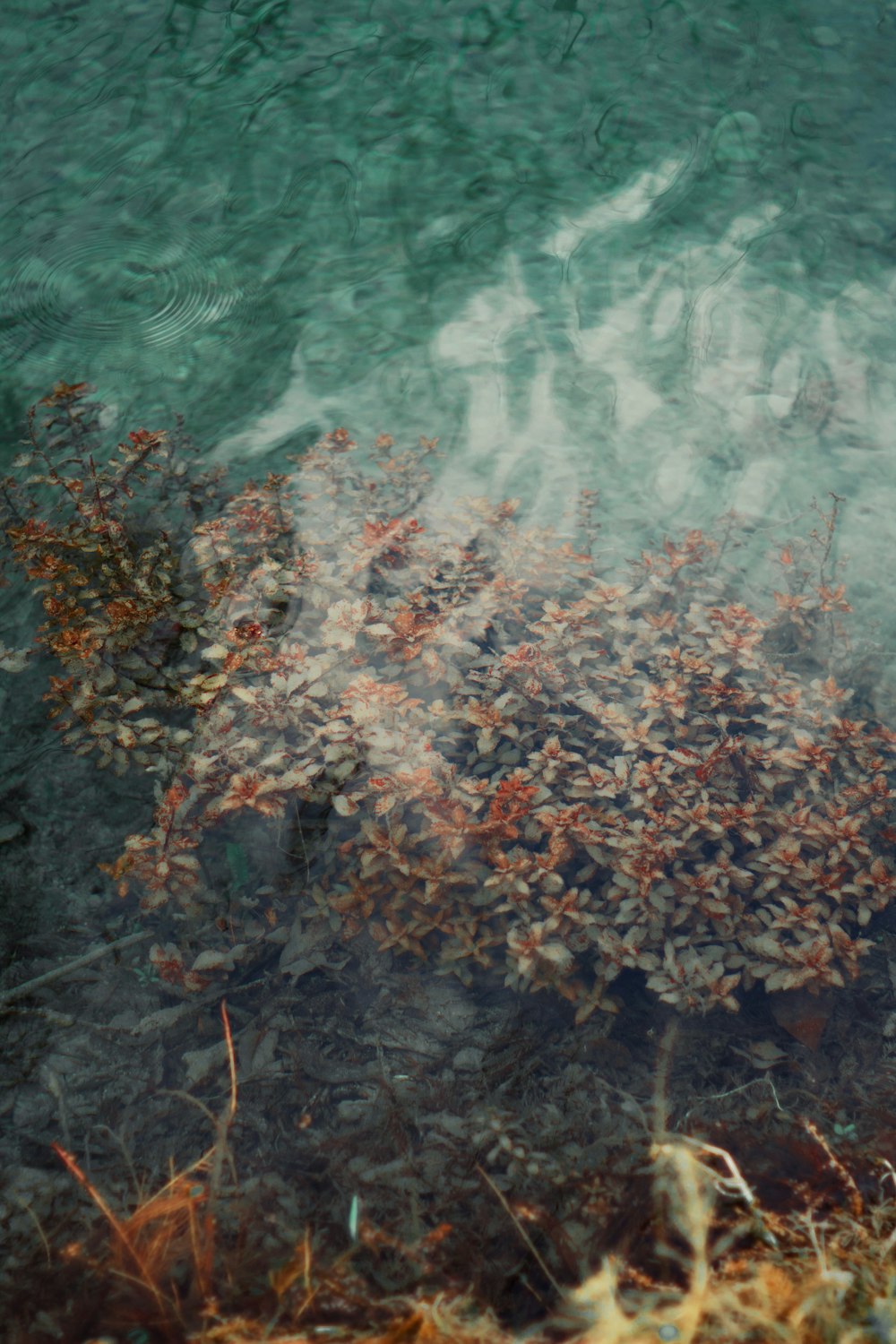 brown and green trees beside body of water