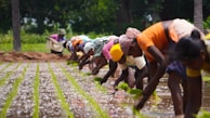 A group of people working in a paddy field, planting rice seedlings in neat rows. They are bent over and focused on their task, wearing colorful clothes and head coverings. The background shows green trees, suggesting a rural setting.