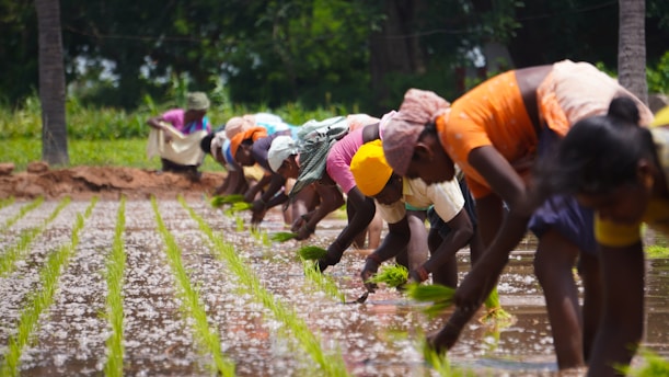 A group of people working in a paddy field, planting rice seedlings in neat rows. They are bent over and focused on their task, wearing colorful clothes and head coverings. The background shows green trees, suggesting a rural setting.