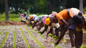 A vibrant photo of Indian volunteers planting trees in a rural village, smiling and working together.