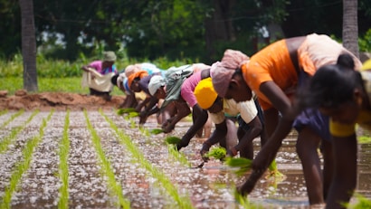 A group of people working in a paddy field, planting rice seedlings in neat rows. They are bent over and focused on their task, wearing colorful clothes and head coverings. The background shows green trees, suggesting a rural setting.