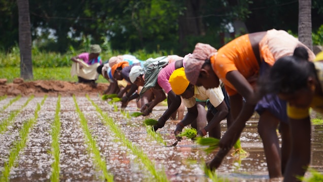 A group of people working in a paddy field, planting rice seedlings in neat rows. They are bent over and focused on their task, wearing colorful clothes and head coverings. The background shows green trees, suggesting a rural setting.