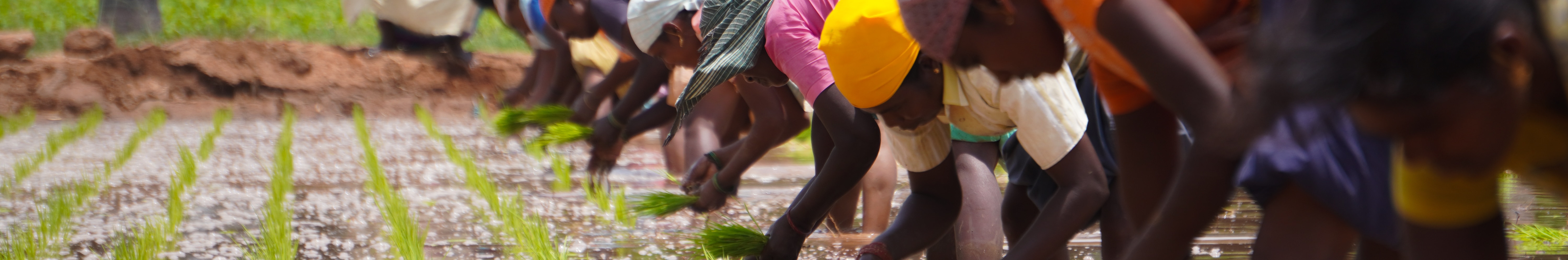 Bunge empowers over 529,493 women on agricultural practices since 2011, via multiple initiatives