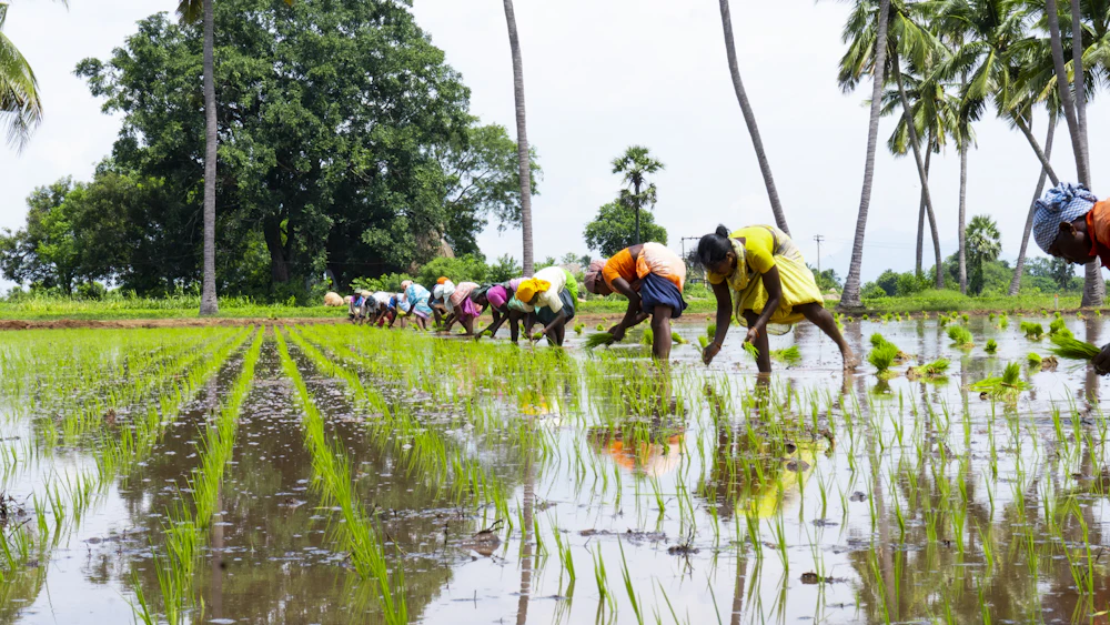 Farmland in Tamil Nadu, India