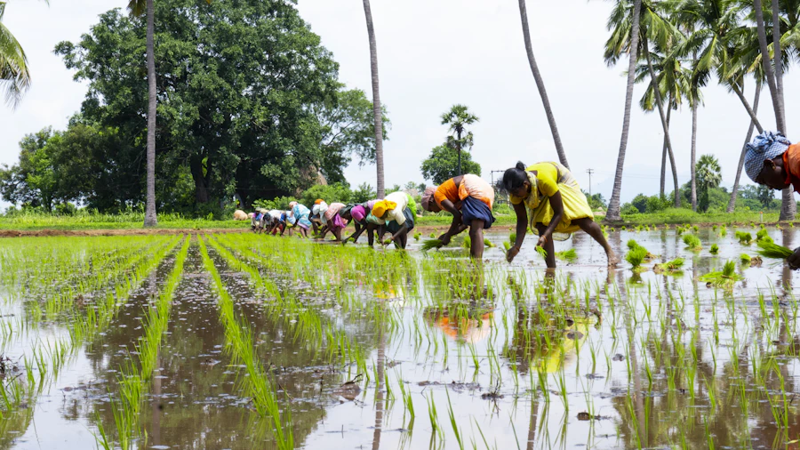 Indian farmers in a paddy field