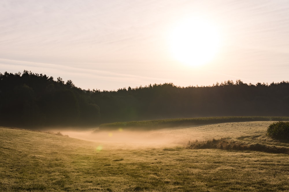 Champ d’herbe verte près des arbres pendant la journée