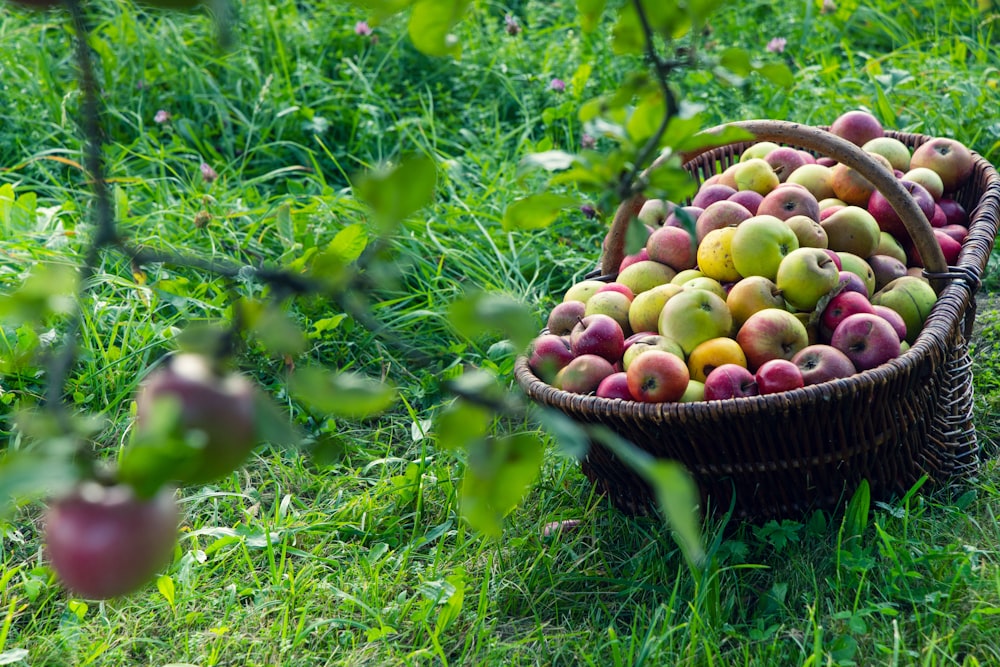 green and red apples in brown woven basket