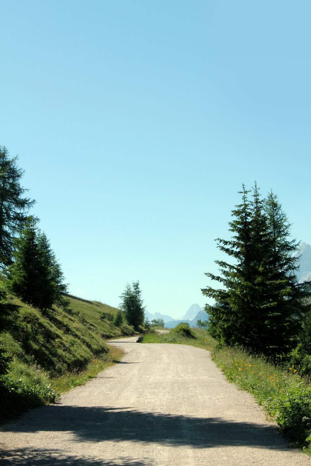 green pine trees beside road during daytime