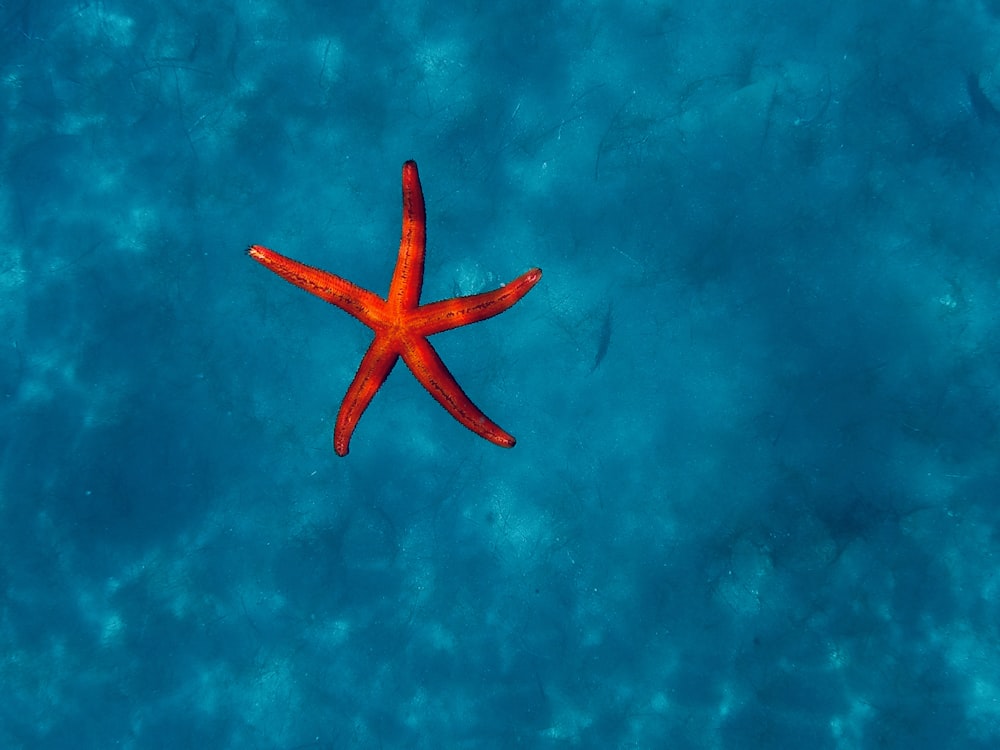 Estrella de mar roja en agua azul