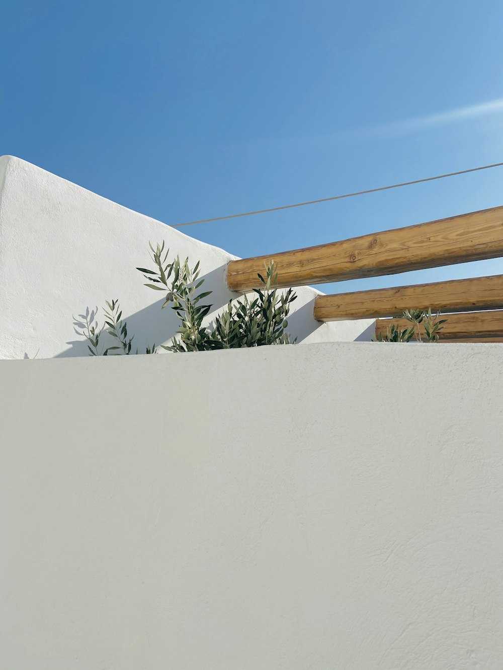 green plant on white wall