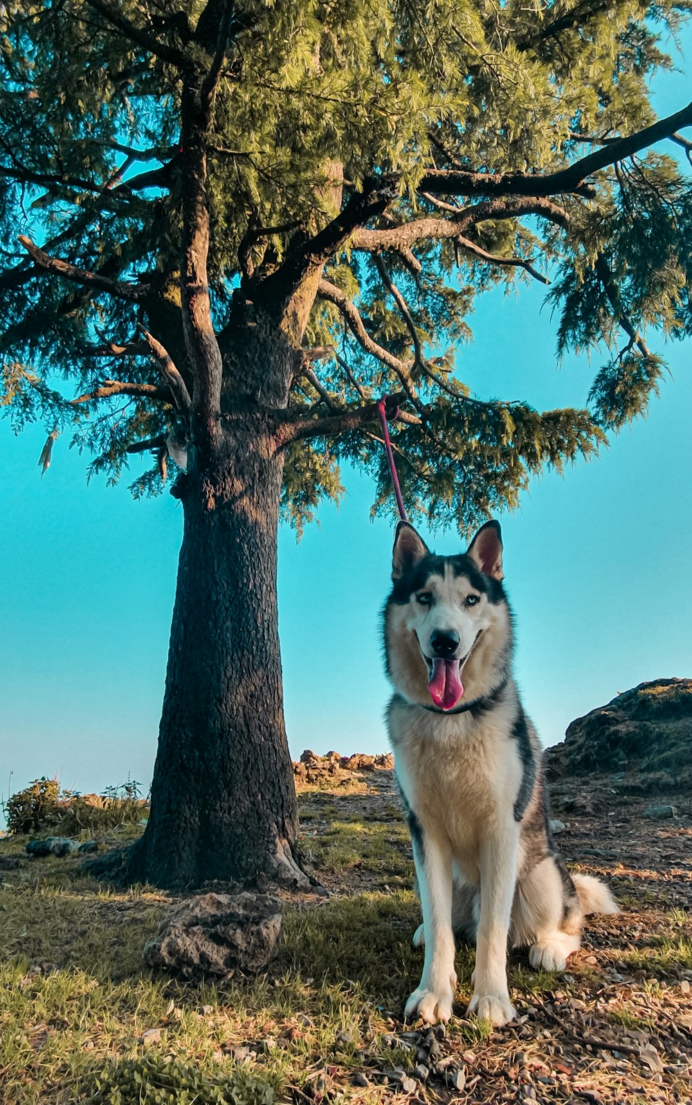 white and black siberian husky on brown tree branch during daytime