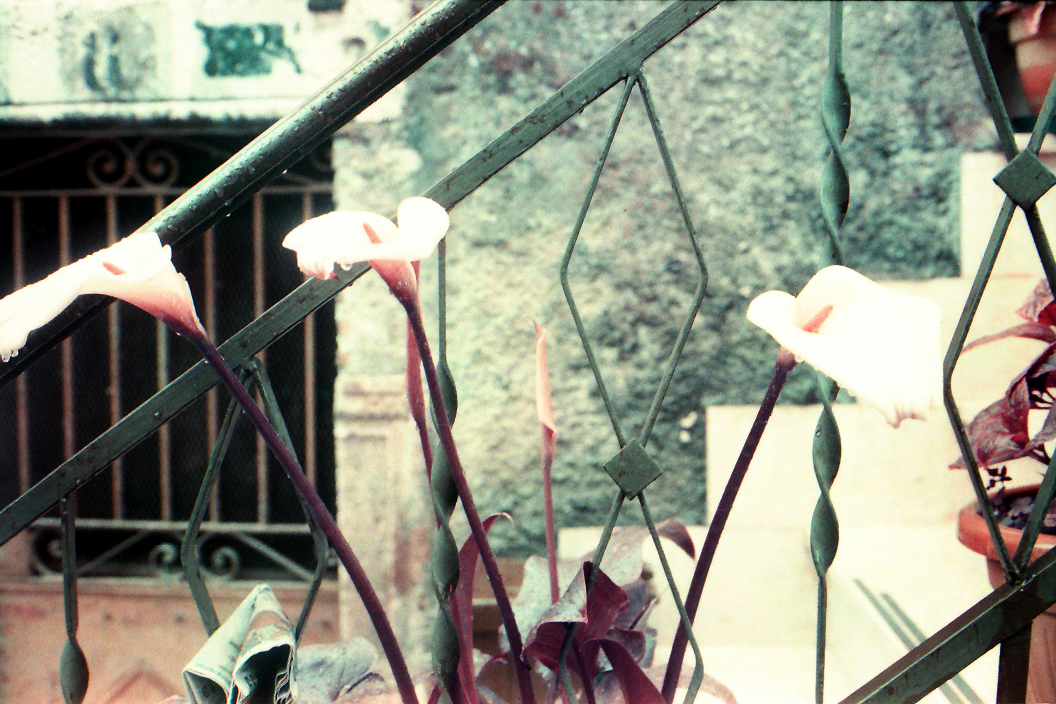 35 Floral
