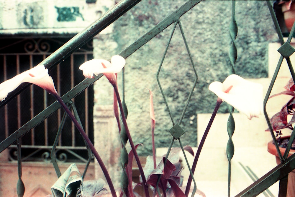 white and red flower in front of black metal fence