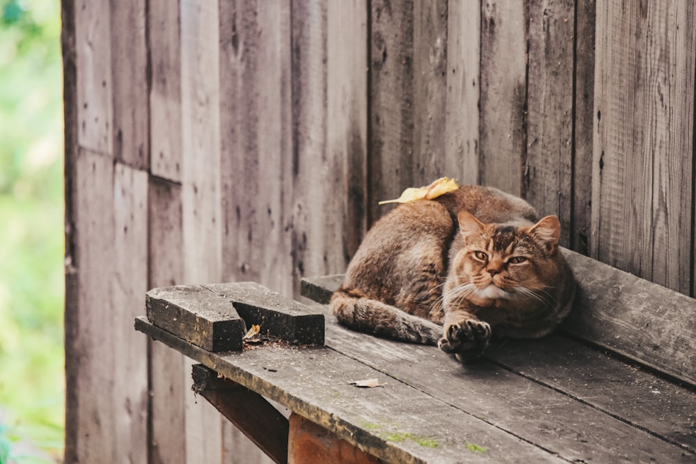 Braune Tabby-Katze liegt auf braunem Holztisch