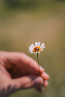 white daisy in persons hand