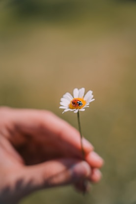 white daisy in persons hand