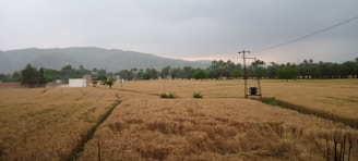 A rural landscape featuring a vast field of golden crops, possibly wheat, surrounded by trees and hills in the background. There are utility poles and power lines stretching across the field, and a small building and some trees can be seen in the distance. The sky is overcast, suggesting an impending storm or recent rainfall.