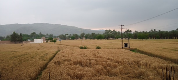 A rural landscape featuring a vast field of golden crops, possibly wheat, surrounded by trees and hills in the background. There are utility poles and power lines stretching across the field, and a small building and some trees can be seen in the distance. The sky is overcast, suggesting an impending storm or recent rainfall.
