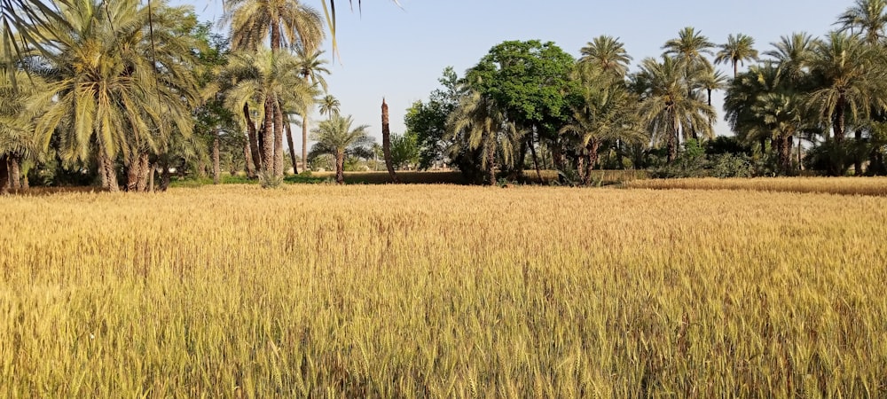 brown grass field surrounded by green trees during daytime