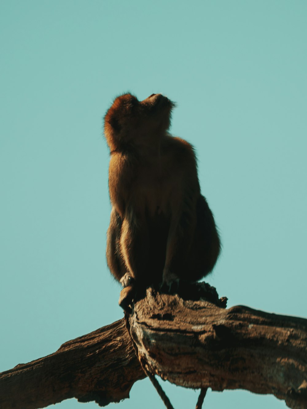 Brauner Affe sitzt tagsüber auf braunem Holzstamm unter blauem Himmel