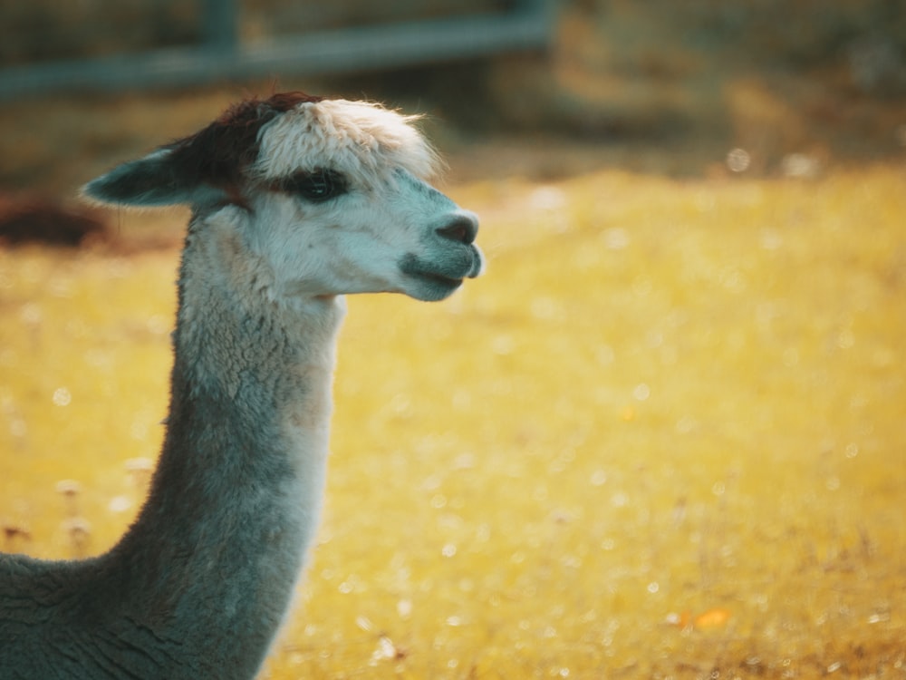 white llama on green grass field during daytime