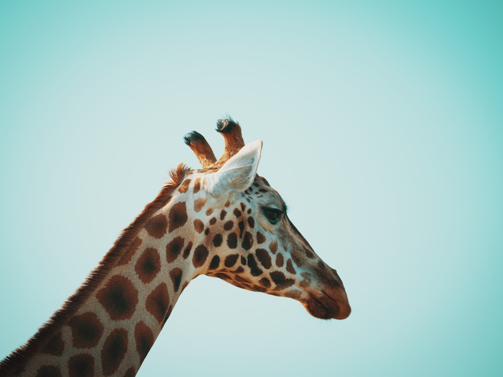 giraffe head in close up photography