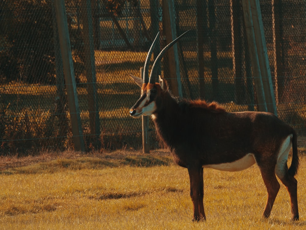 brown and white deer on brown grass field during daytime