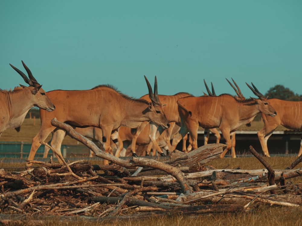 brown deer on brown dried grass during daytime