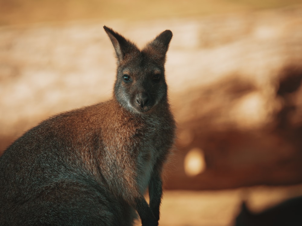 brown kangaroo in tilt shift lens