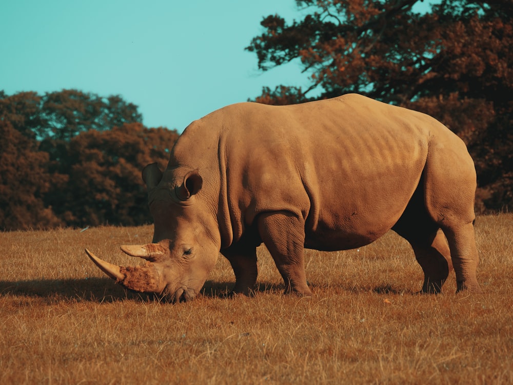 rhinocéros brun sur un champ d’herbe brune pendant la journée