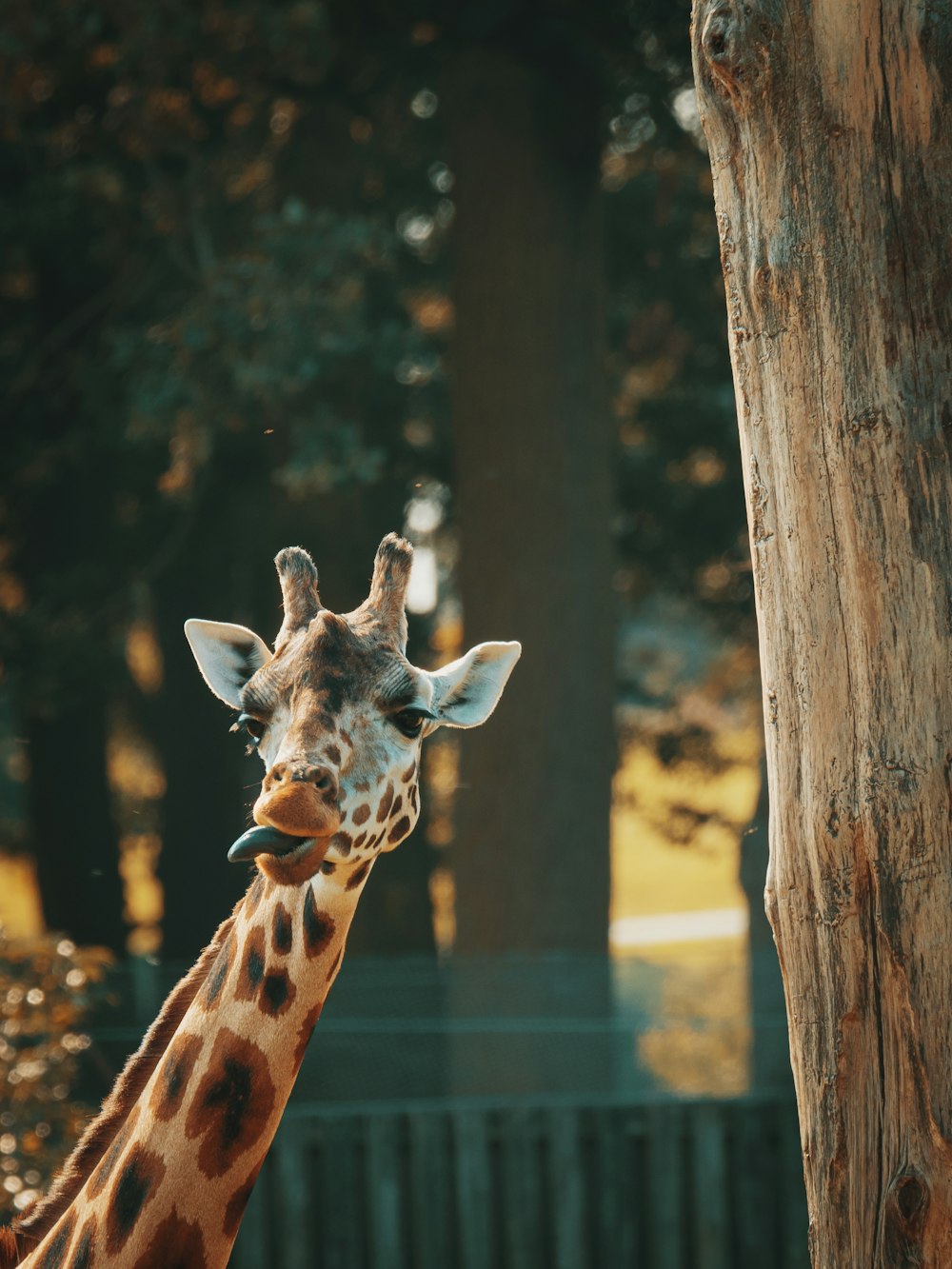 brown giraffe in tilt shift lens