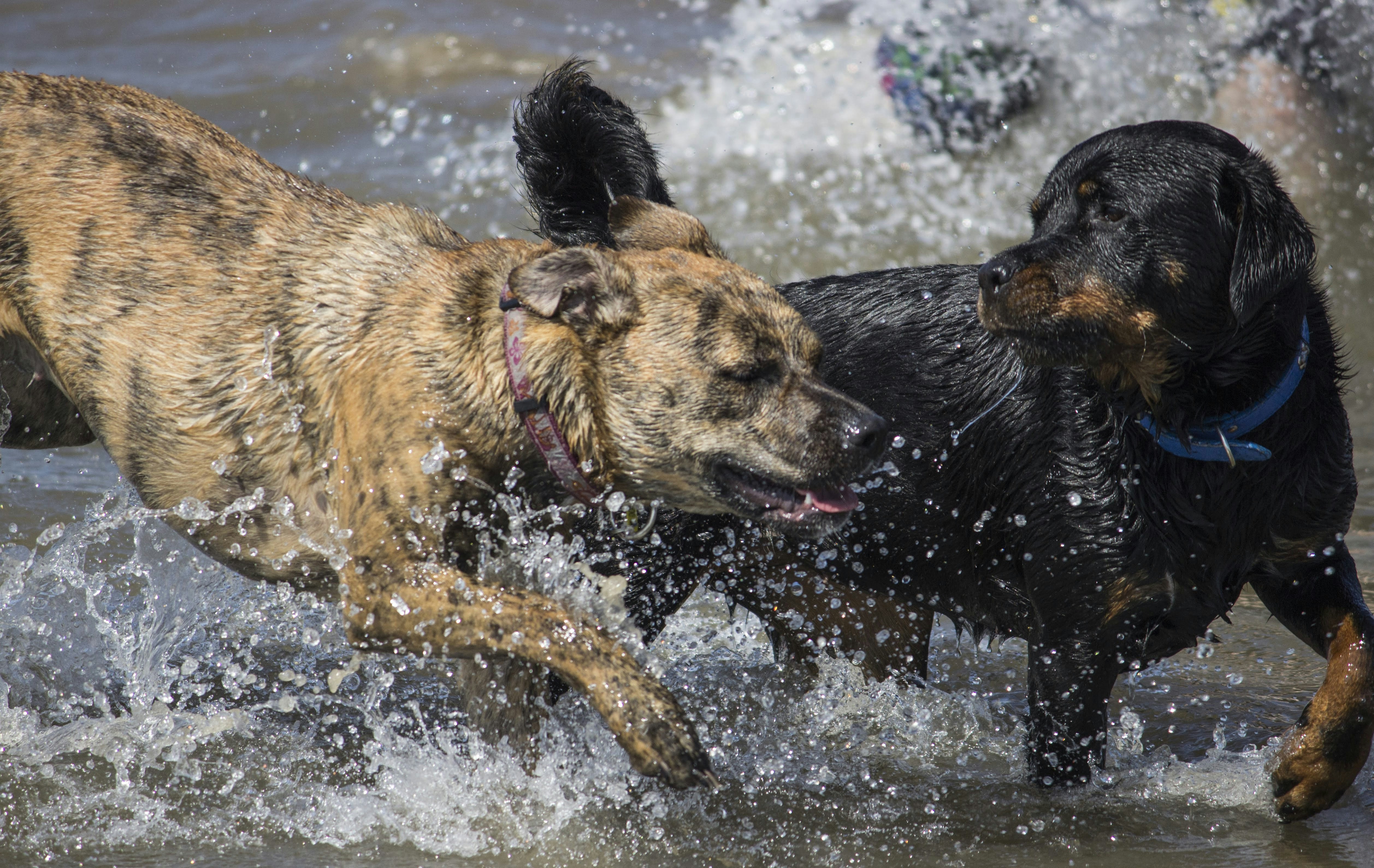 遊んでいる 2 匹の短毛の茶色と黒の犬の写真 Unsplashで見つける犬の無料写真