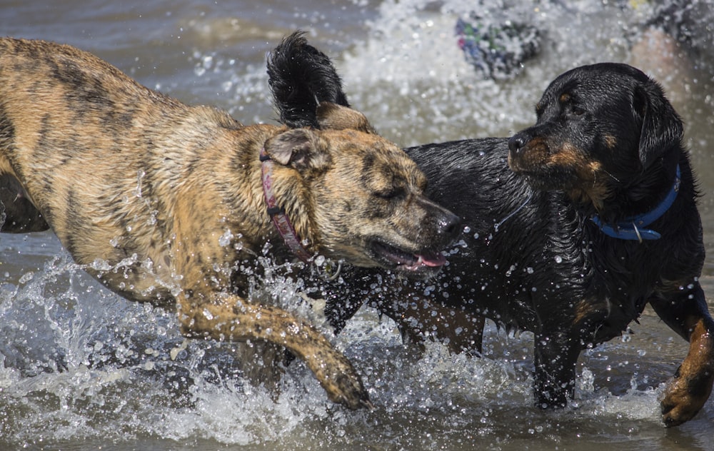 brown and black short coated dog running on water during daytime