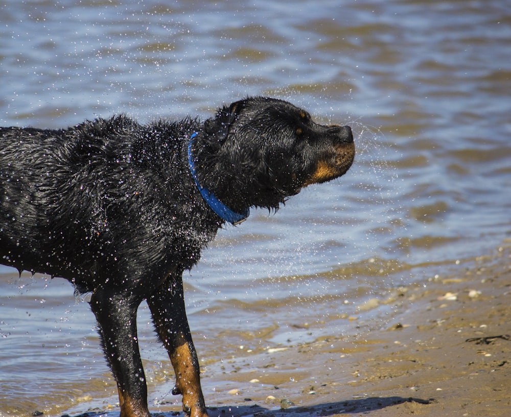 black short coat large dog on water during daytime