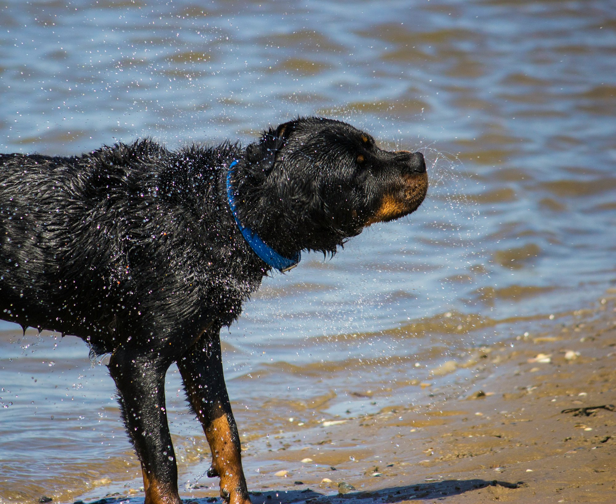 Rottweiler Border Collie Fusion