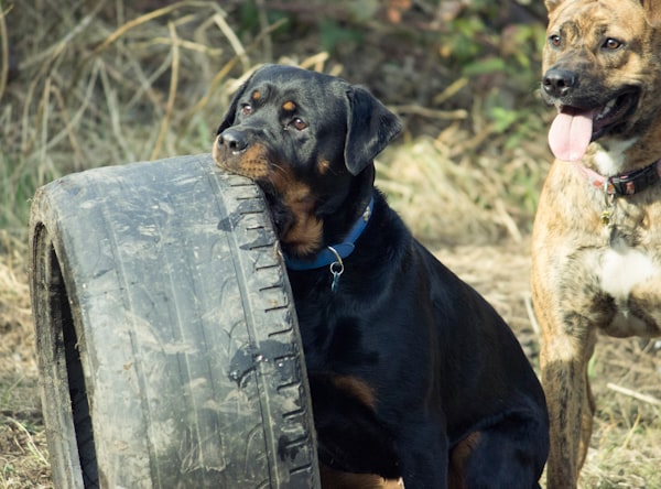 What is a Rottweiler's Bite Force?