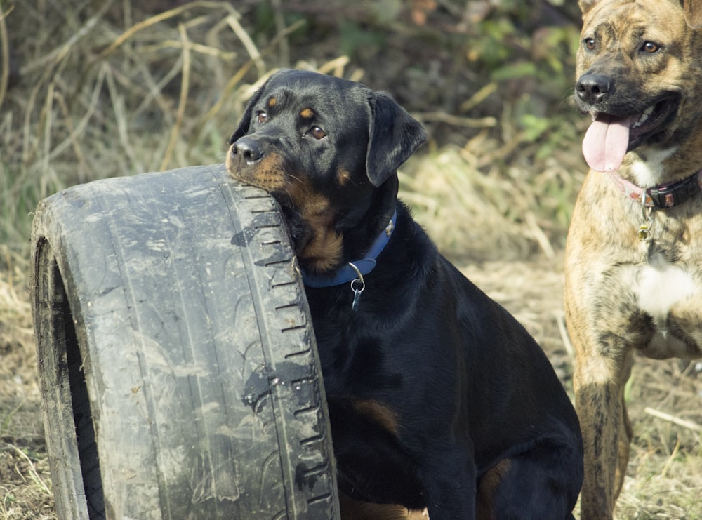 black and tan rottweiler puppy