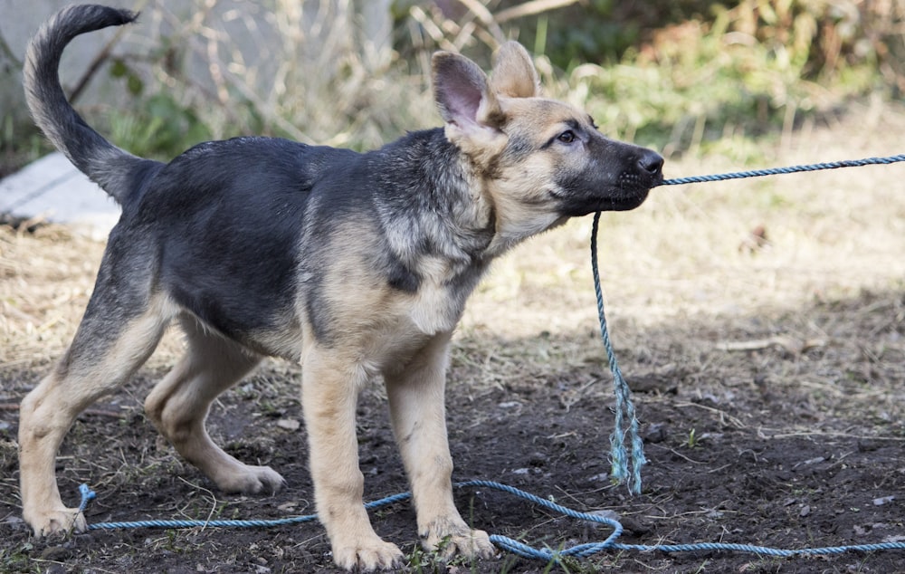 black and tan german shepherd running on dirt road during daytime