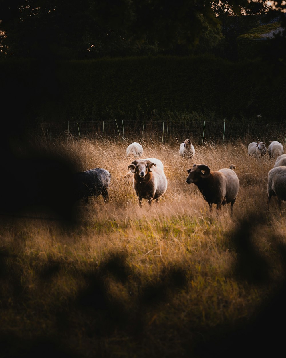 herd of sheep on green grass field during daytime