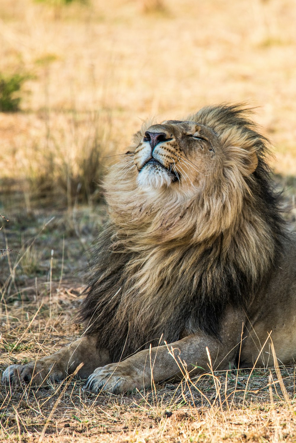 León acostado en la hierba marrón durante el día