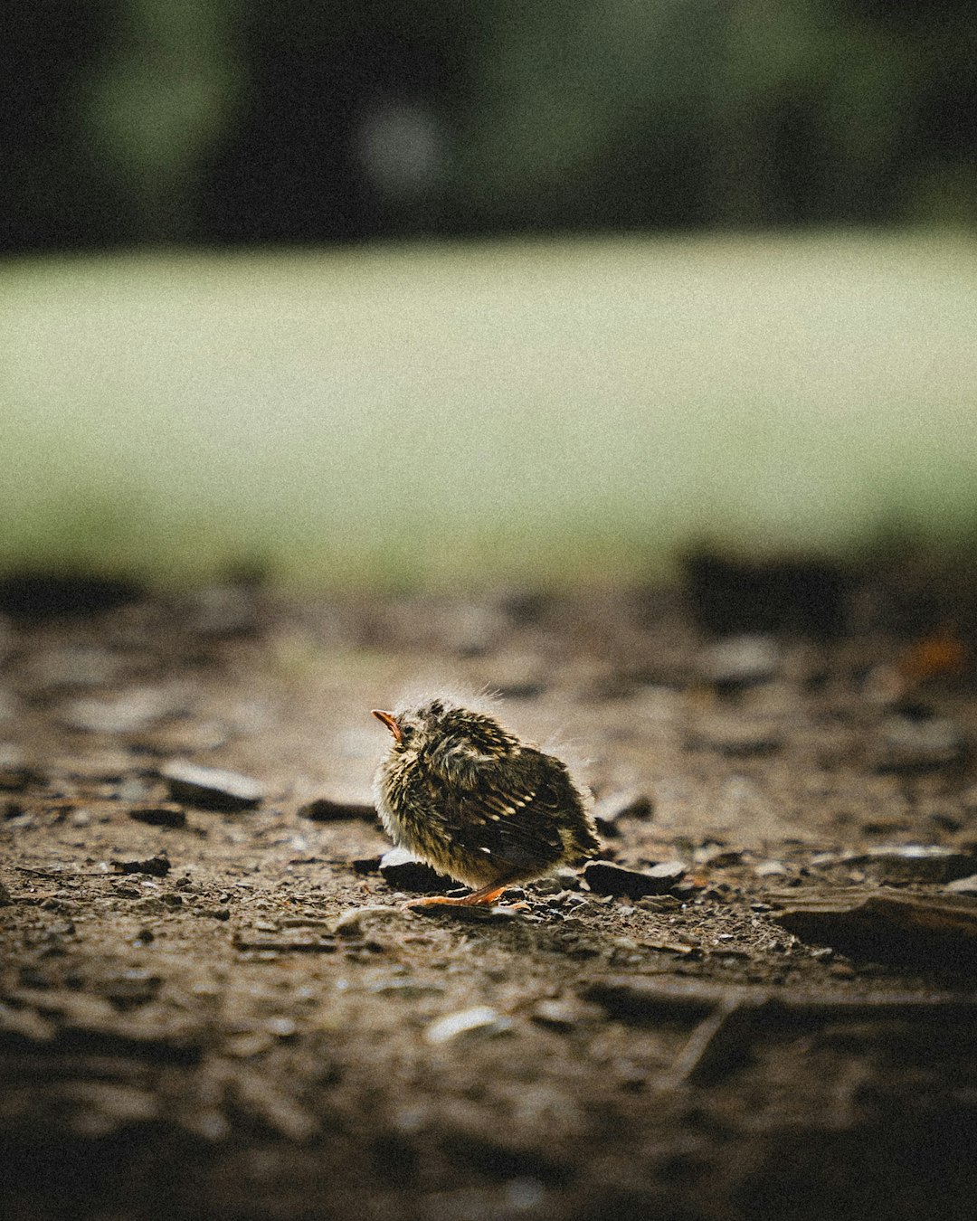 brown chick on brown soil