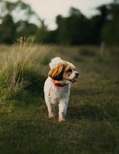 white and brown short coated small dog on green grass field during daytime