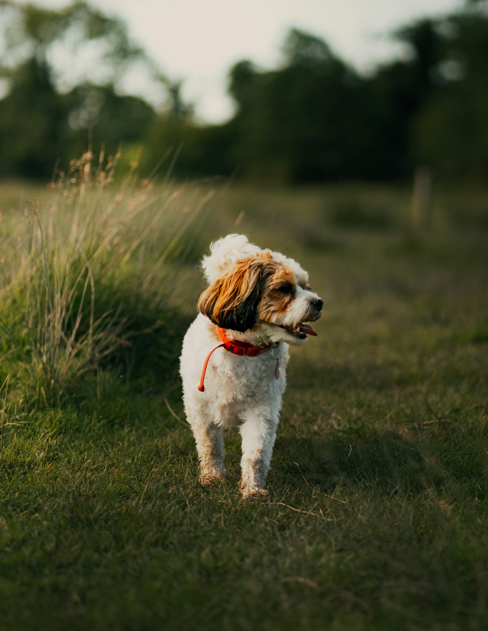 white and brown short coated small dog on green grass field during daytime