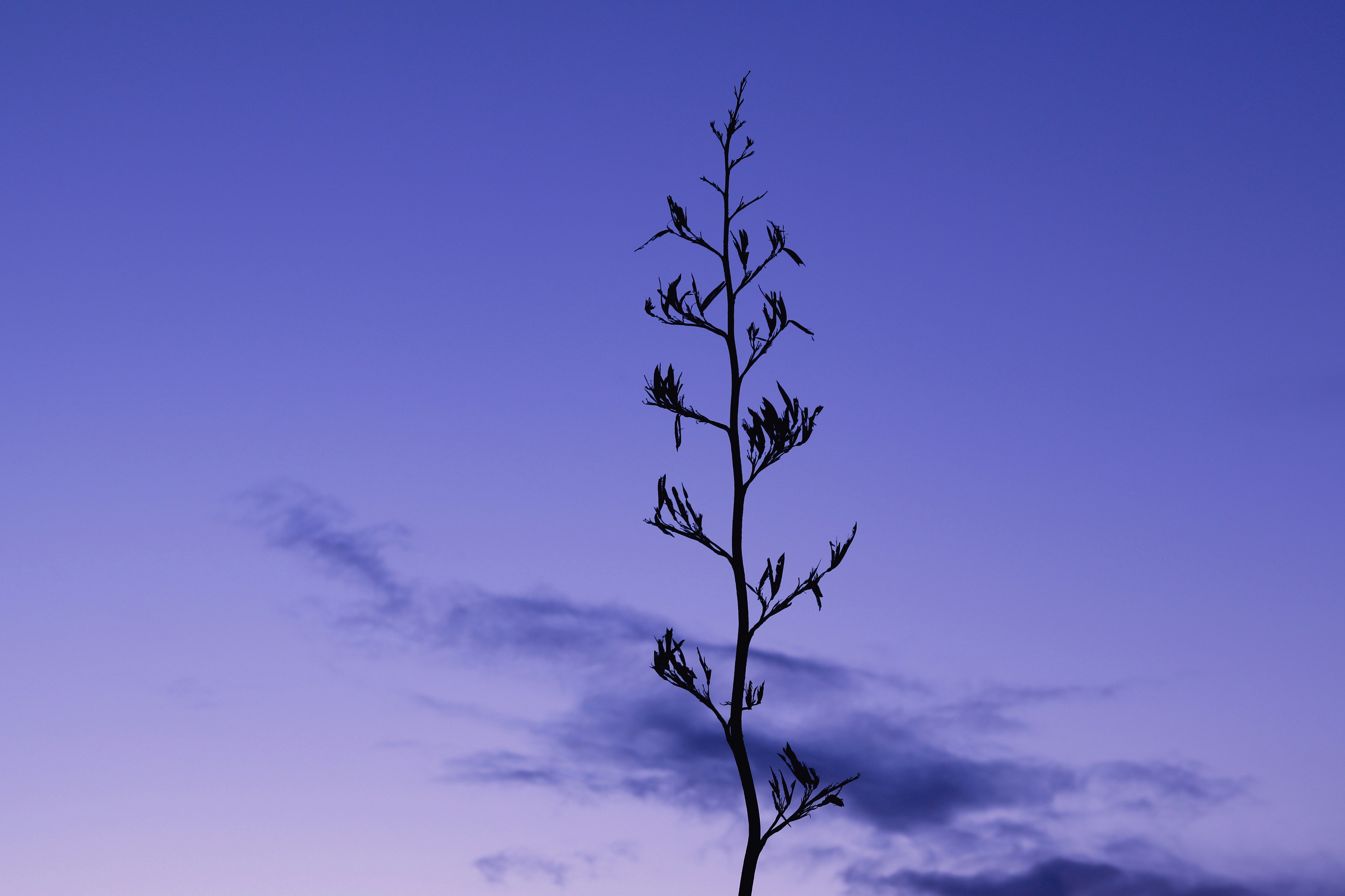 leafless tree under blue sky