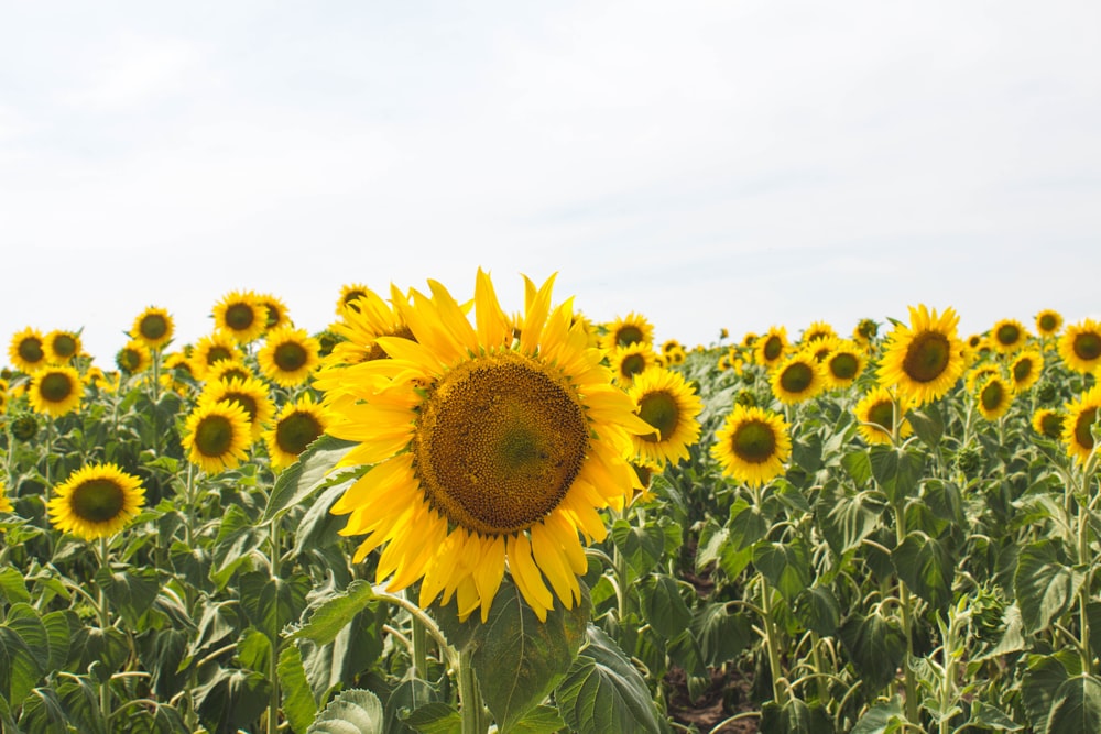 yellow sunflower field under white sky during daytime