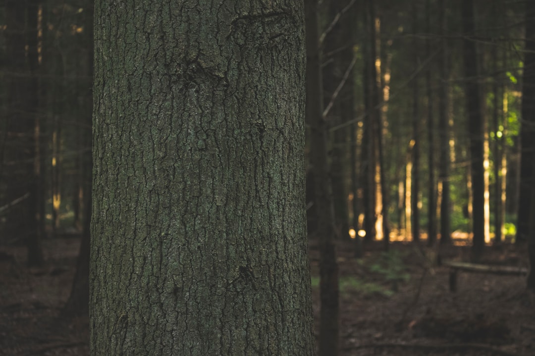 brown and green tree trunk