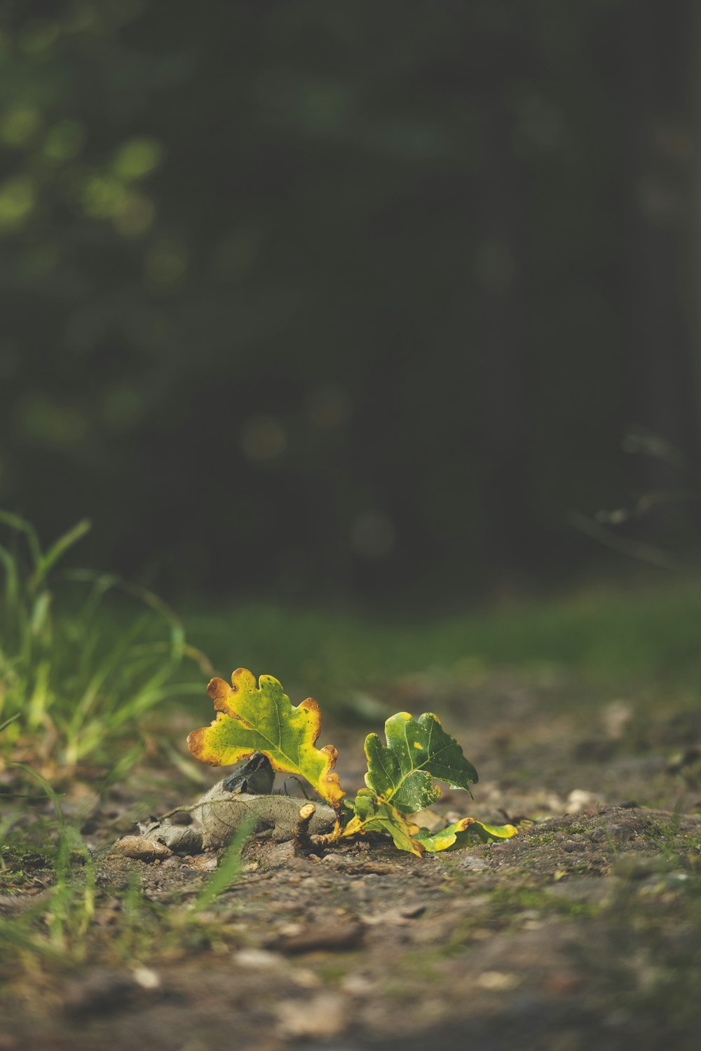 yellow leaves on ground during daytime