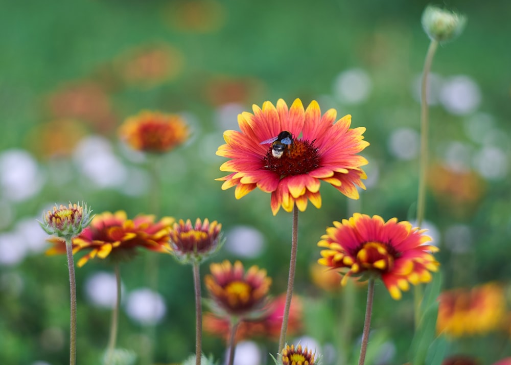 pink and yellow flower in tilt shift lens